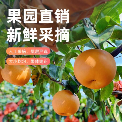 农心农意秋月梨梨中臻品细腻无渣，补水又润燥加赠中秋礼袋 商品图3