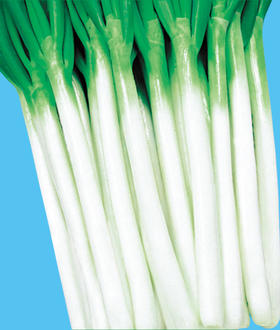 [专业种子] “极品晚抽新秀”大葱种子