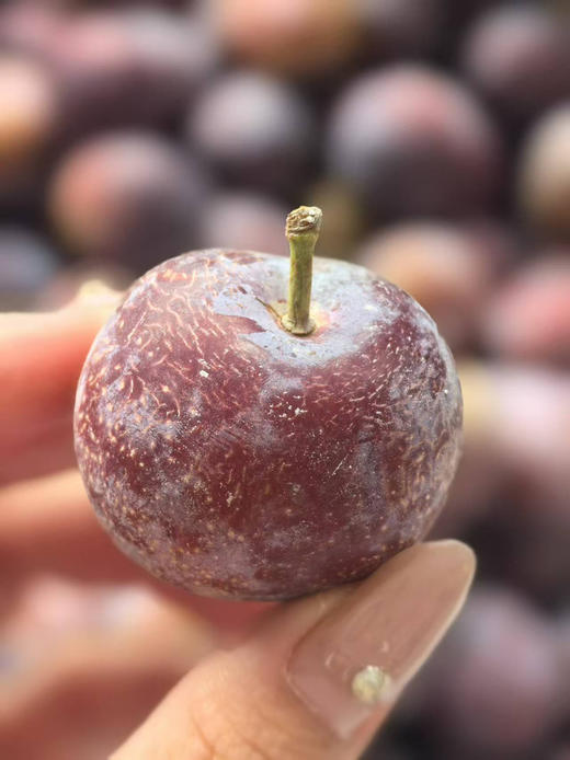 四川脆李子，离核，基本纯甜，2斤/盒 商品图2