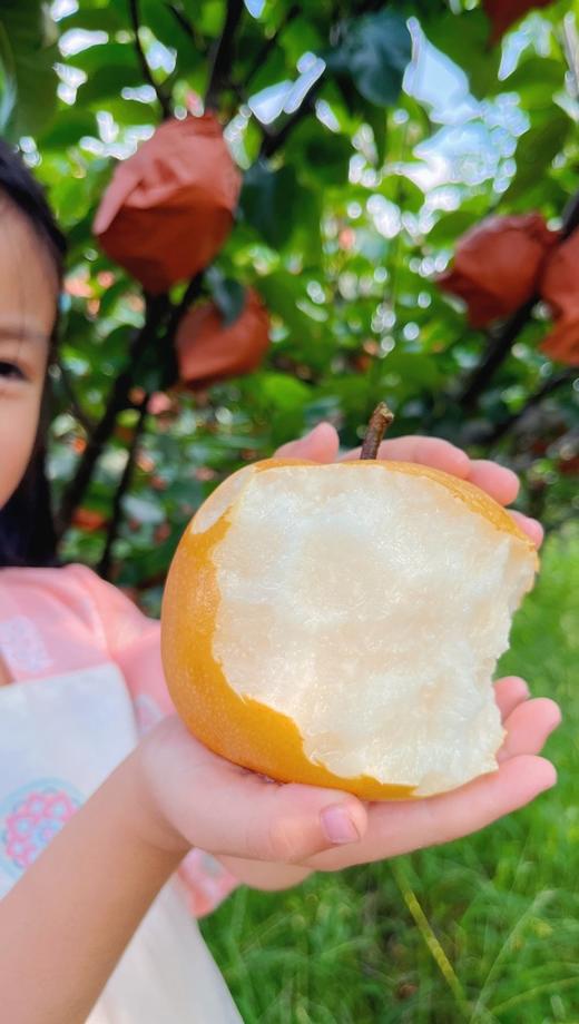 农心农意秋月梨梨中臻品细腻无渣，补水又润燥加赠中秋礼袋 商品图7