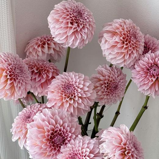 大丽花｜粉桃子｜5支 商品图2