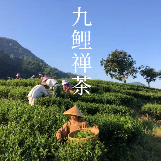 【凤品优选】九鲤禅茶 高山白茶 寿眉 入口清甜 四季皆宜 自种茶园  传统工艺自制 自种 日晒白茶 商品图5