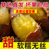 25年宁河红瑶甘薯 商品缩略图8