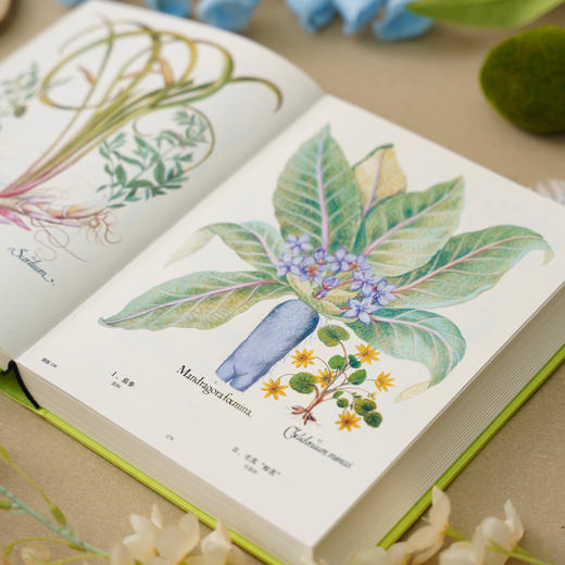 《植物圣经：欧洲传奇花园艾希施泰特花园图谱》植物科普手绘画册-分销 商品图5