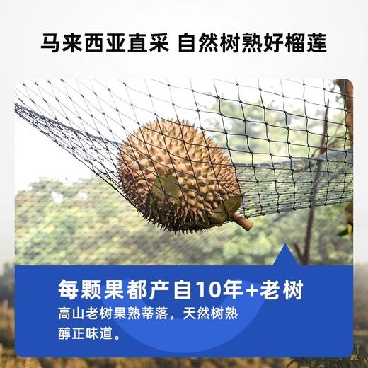 树熟榴莲果肉拼盘/树熟猫山王果肉马来西亚黄金产区直采 自然树熟高山老树榴莲肉  赠保鲜收纳袋【拼盘需预售15天，其他规格48小时发货】 商品图1