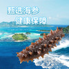 中国农垦-鲜食海参 商品缩略图1