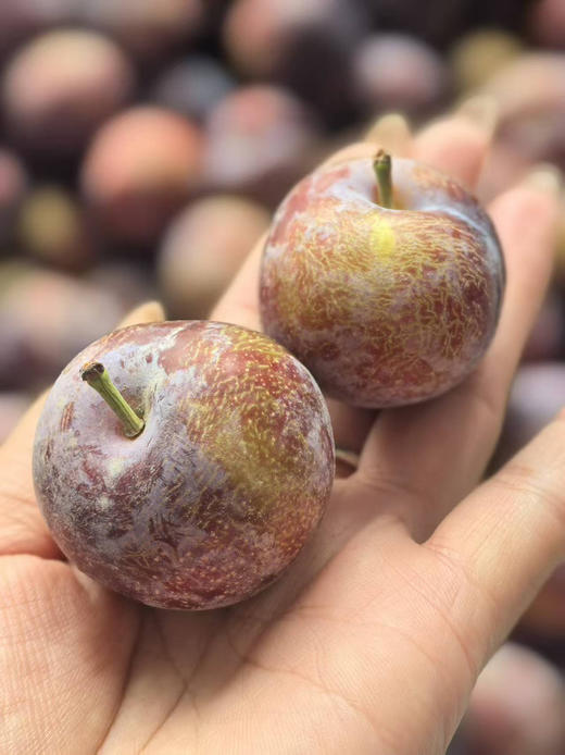 四川脆李子，离核，基本纯甜，2斤/盒 商品图3