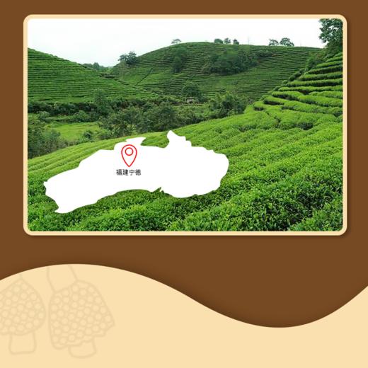 【菌中皇后❗️鲜珥家竹荪】肉质饱满，稚嫩爽脆，袋装干竹荪特产新鲜竹荪干货，袋装竹笙无熏硫产地泡发健康L-d 商品图9