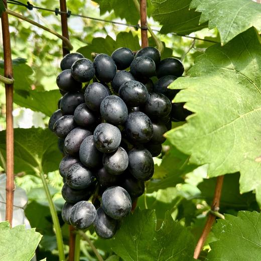 长顺四宝·紫王葡萄5斤(含箱)【GY】 商品图0