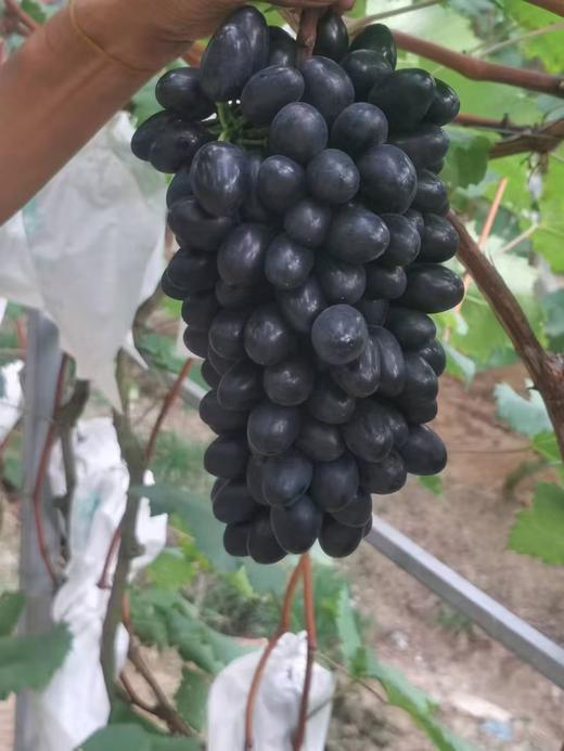 长顺四宝·紫王葡萄5斤(含箱)【GY】 商品图6