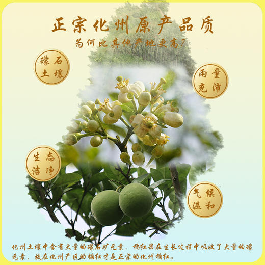 【茂名帮扶】御贡言丨铁盒橘红果片 200g 商品图2