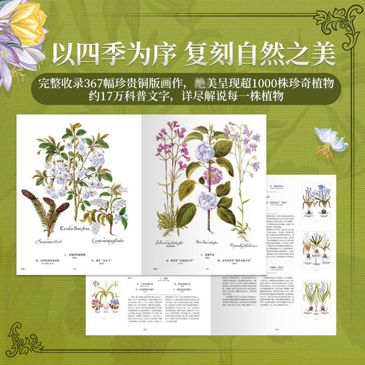 《植物圣经：欧洲传奇花园艾希施泰特花园图谱》植物科普手绘画册-分销 商品图1