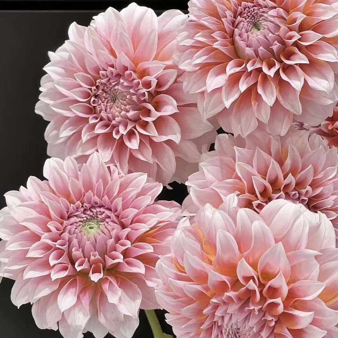 大丽花｜粉桃子｜5支