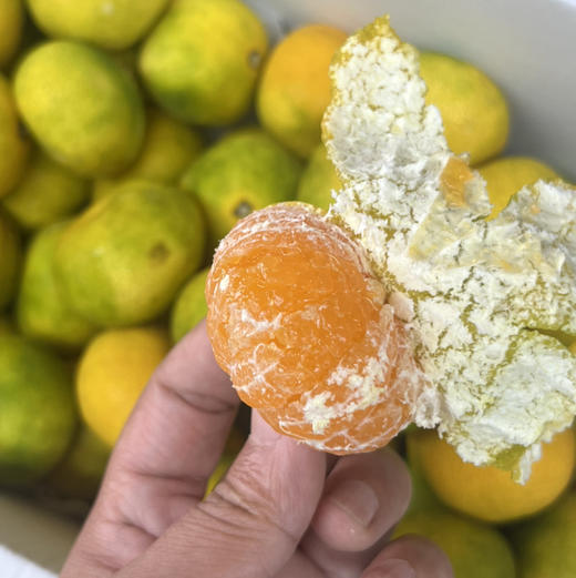 【高山 蜜桔】 高山蜜桔 ，当季时令鲜果，橘子特点皮薄肉嫩，口感好水分好，秋季补维C的好鲜果！ 商品图0