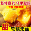 25年宁河红瑶甘薯 商品缩略图6