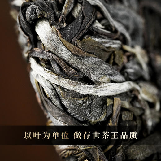【茶王曼秀单株】2019年头春头采金奖资源片区曼秀；挑树挑采品质媲美单株级古树；普洱茶生茶饼 357克/饼，拍5发6拍20发25 商品图5