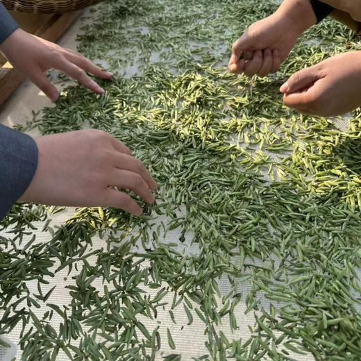 【凤品优选】九鲤禅茶 高山白茶 寿眉 入口清甜 四季皆宜 自种茶园  传统工艺自制 自种 日晒白茶 商品图1