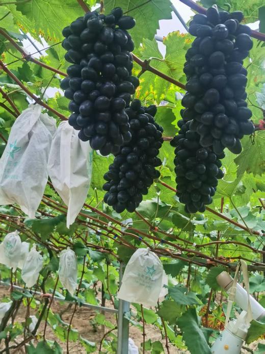 长顺四宝·紫王葡萄5斤(含箱)【GY】 商品图3