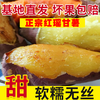 25年宁河红瑶甘薯 商品缩略图2