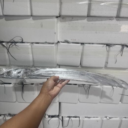 【生鲜专区】整条精品带鱼 渤海湾小眼带鱼 一条约200-300克 每条都是单独包装 八条约5斤(约2200-2500克) 顺丰/京东包邮{冷冻生鲜请及时签收 冷冻保存} 商品图2