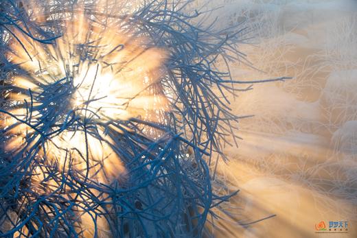 G331中蒙俄边境大环线15天 ：冰雪阿尔山～呼伦贝尔～满洲里～北极村～大兴安岭～扎龙丹顶鹤 商品图7