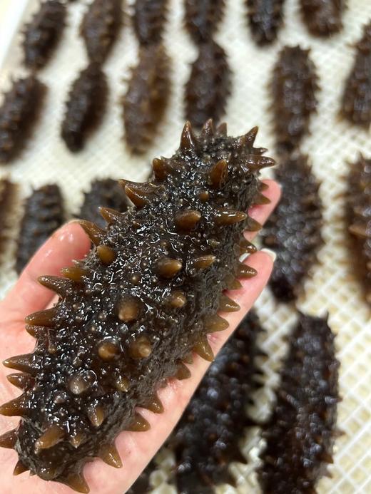 & 免泡发加热顶级帝王参，每根都是精选，DHA丰富，氨基酸、蛋白质 商品图1