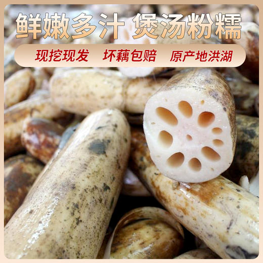 【京遇乡情专拍】洪湖新鲜莲藕  商品图8