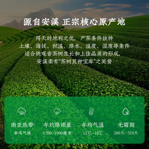严选 | 安溪礼物 2025新茶安溪铁观音秋茶 250g/盒【赠送试饮装2袋+礼袋】 商品图5