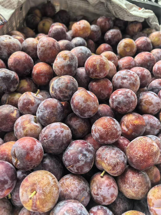 四川脆李子，离核，基本纯甜，2斤/盒 商品图4