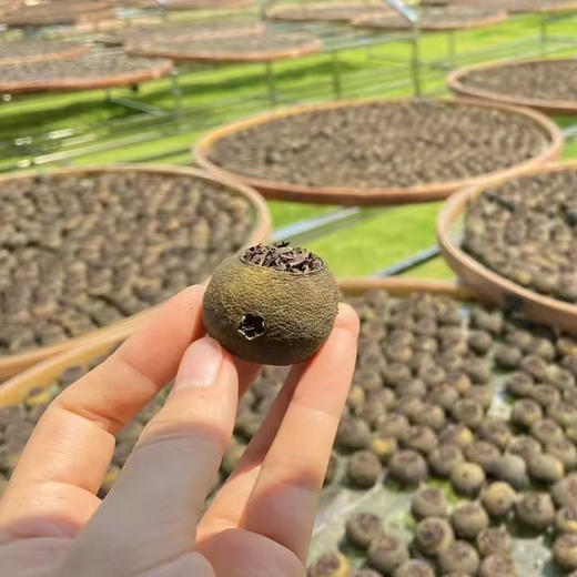 25年【梅江生晒小青柑】 适合边喝边囤，自然转化滋味更浓 商品图10