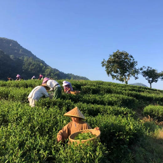 【凤品优选】九鲤禅茶 高山白茶 寿眉 入口清甜 四季皆宜 自种茶园  传统工艺自制 自种 日晒白茶 商品图10