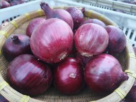 农友直发｜遇夏家的紫洋葱，下单后排队发出，中通快递，非偏远地区包邮！