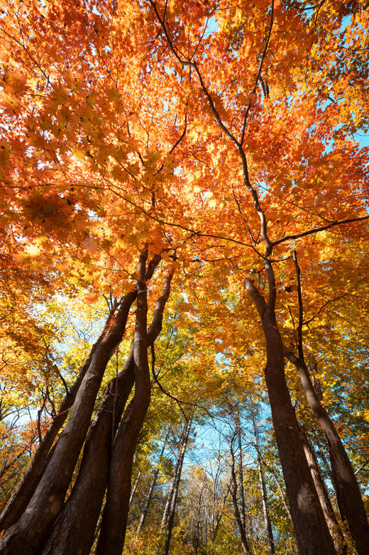 航拍中国:·本溪红叶+尾矿坝+红海滩+奈曼沙漠、怪柳航拍摄影8天 商品图1