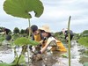 【国庆·趣挖藕】秋日限定，寻藕大作战，莲藕知识科普、制作荷叶鸡腿， 泥鳅挑战赛，品尝荷叶鸡腿，开启荷塘秋日奇遇 商品缩略图1