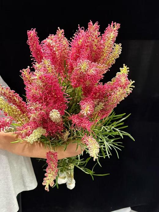 小众稀有花材爆米花银桦花1扎 商品图6