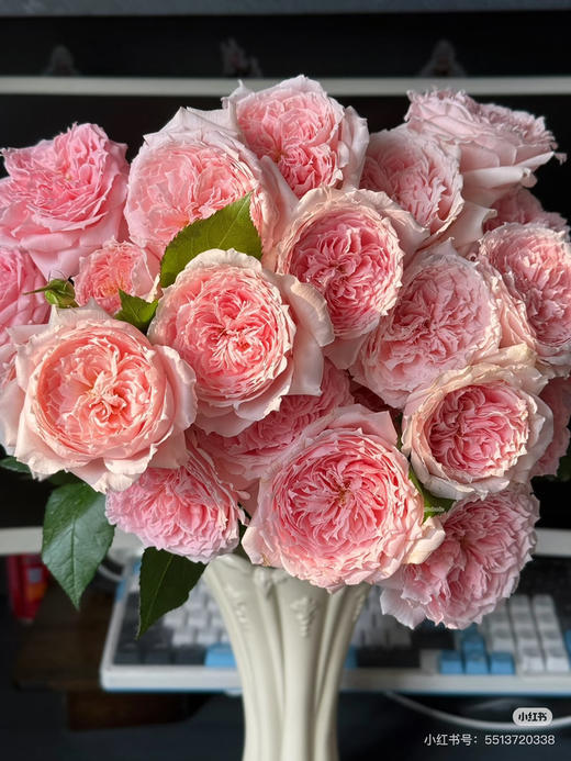 国产玫瑰-【仁爱公主】 商品图0