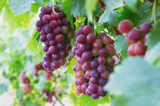 乌当采摘园葡萄6斤礼盒装(夏黑/巨玫瑰/玫瑰香)三个品种各2斤±【GY】 商品图0