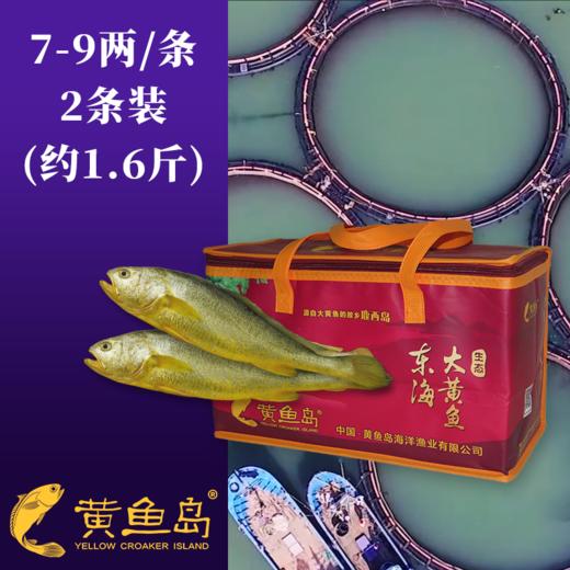黄鱼岛有机深海大黄鱼  顺丰包邮 商品图2