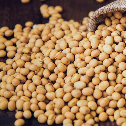 山西特产杂粮精选杂粮黄豆粗粮农家自产黄豆非转基因发豆芽打豆浆1500g袋装 商品图1