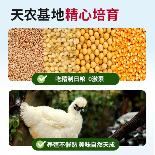 天农乌凤鸡鸡块900g 赠羊肚菌汤料+醇香鸡汤 月子滋补养生炖汤 商品图2