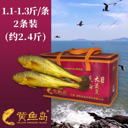 黄鱼岛有机深海大黄鱼  顺丰包邮 商品图4