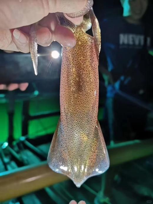 & 一口一个小鱿鱼（一口管），酱爆、白灼、粉丝煲，口感鲜甜爽脆！活冻 商品图1