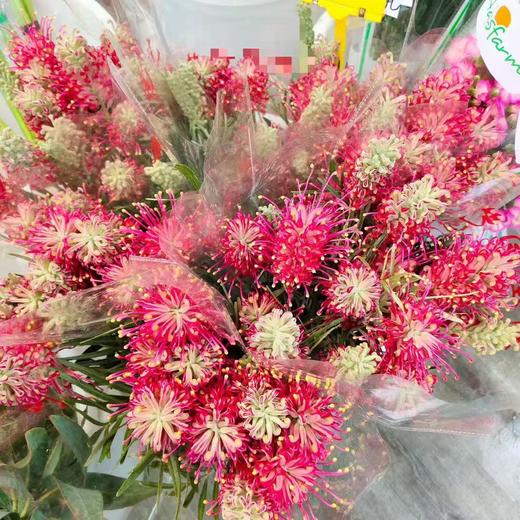 小众稀有花材爆米花银桦花1扎 商品图8