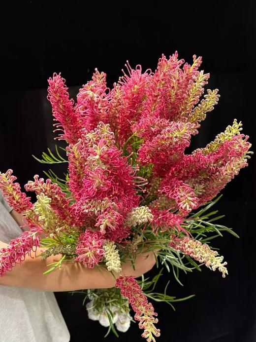 小众稀有花材爆米花银桦花1扎 商品图7