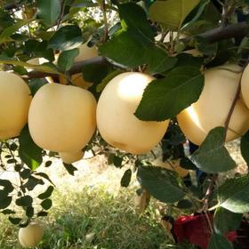 【山东奶油苹果】脆甜多汁