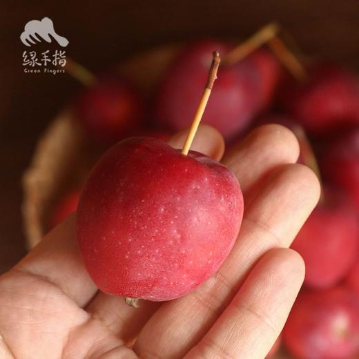 生态苹果（新疆） | 合作生产 * Ecological Apple | Partner Production 商品图2