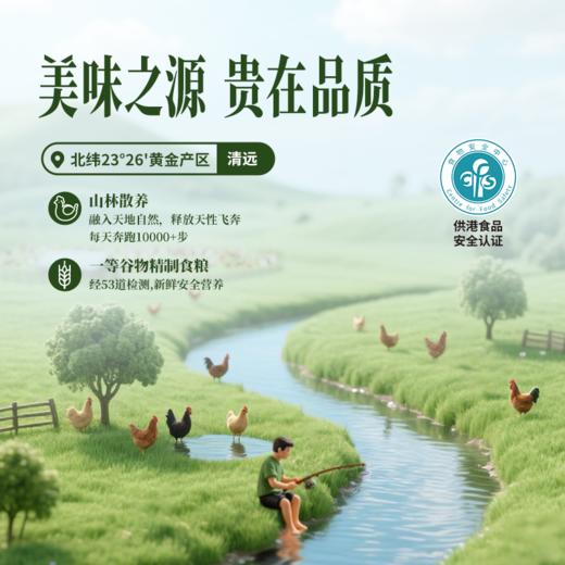 【买1送1】天农荷叶窑香鸡800g整只下酒菜卤香熟食速食散养走地鸡 商品图2