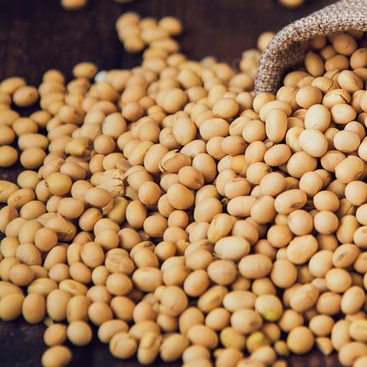 山西特产杂粮精选杂粮黄豆粗粮农家自产黄豆非转基因发豆芽打豆浆袋装 商品图2