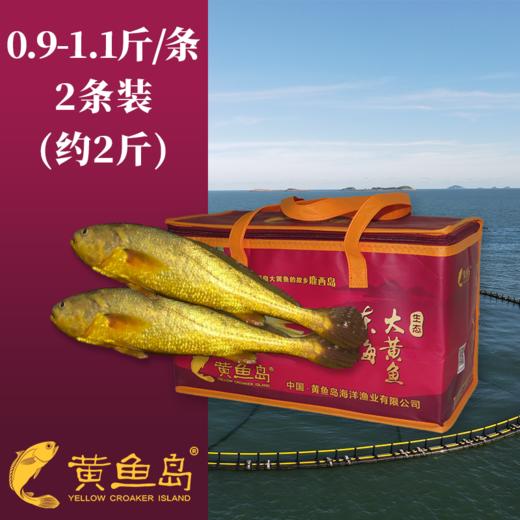 黄鱼岛有机深海大黄鱼  顺丰包邮 商品图3