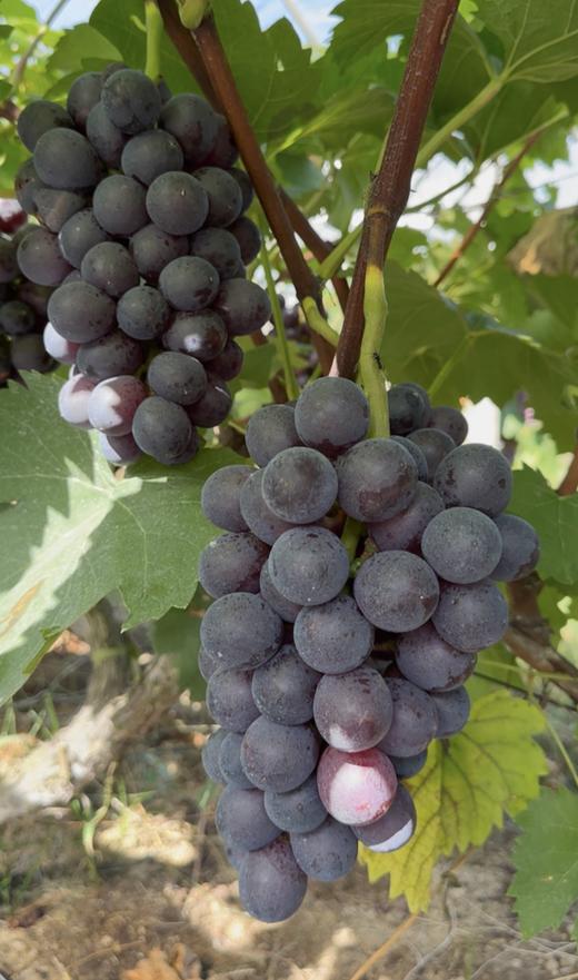 乌当采摘园葡萄6斤礼盒装(夏黑/巨玫瑰/玫瑰香)三个品种各2斤±【GY】 商品图1